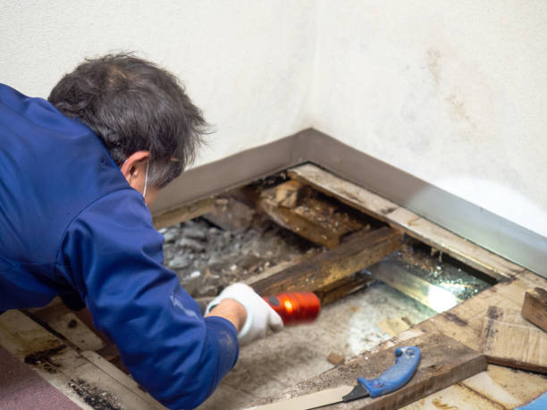 Best Mold Remediation  in Coquille, OR