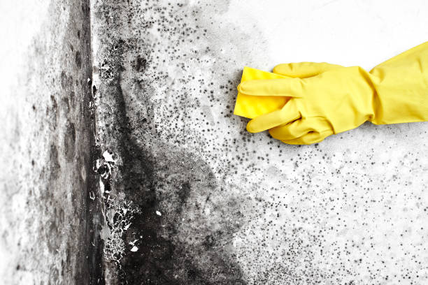 Mold Removal Process in Coquille, OR