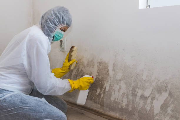 Best Office Mold Removal Services  in Coquille, OR