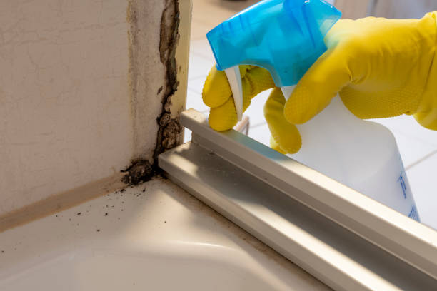 Best Attic Mold Removal  in Coquille, OR