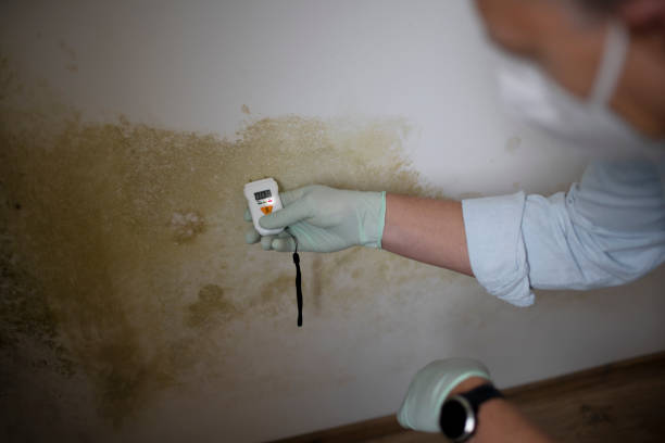 Best Home Mold Removal  in Coquille, OR