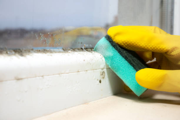 Best Mold Cleaning Services  in Coquille, OR