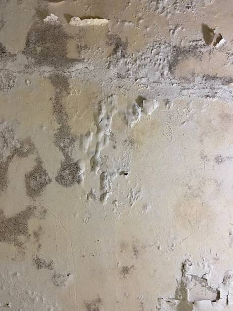 Coquille, OR Mold Removal Company