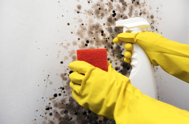 Best Commercial Mold Removal  in Coquille, OR