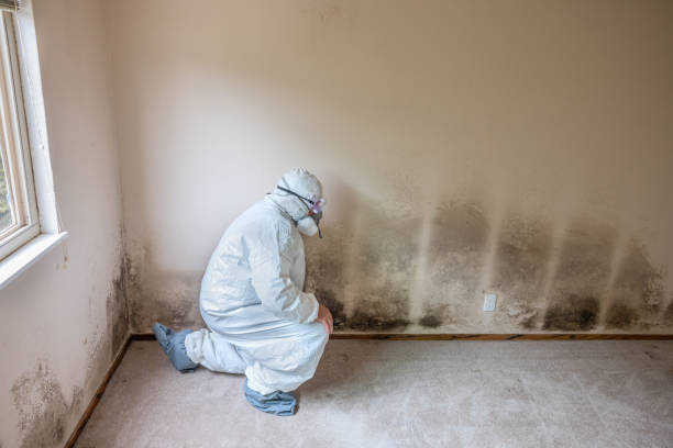 Best Black Mold Removal  in Coquille, OR