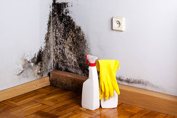Best Same-Day Mold Removal  in Coquille, OR