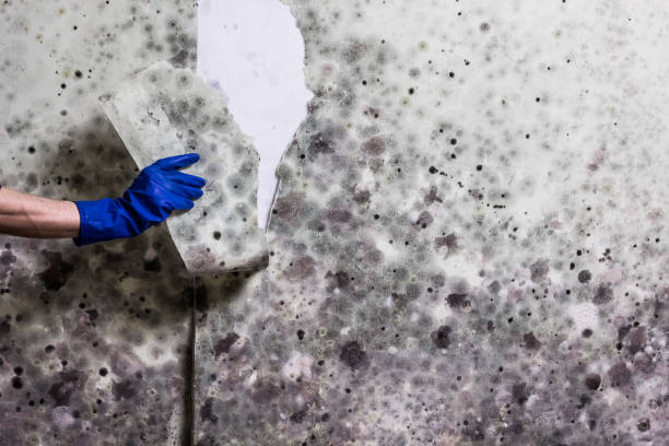 Best Professional Mold Removal  in Coquille, OR