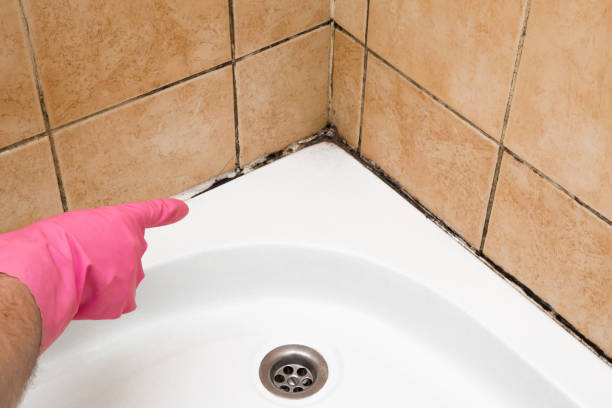 Best Mold Inspection  in Coquille, OR
