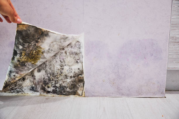 Best Certified Mold Removal  in Coquille, OR